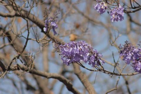 Empiezan las primeras jacarandas a florecer en Tlaxcala imagen 5