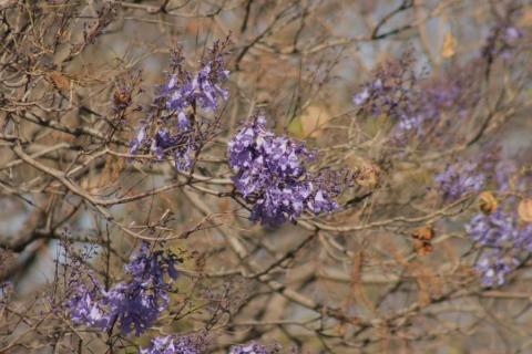 Empiezan las primeras jacarandas a florecer en Tlaxcala imagen 6
