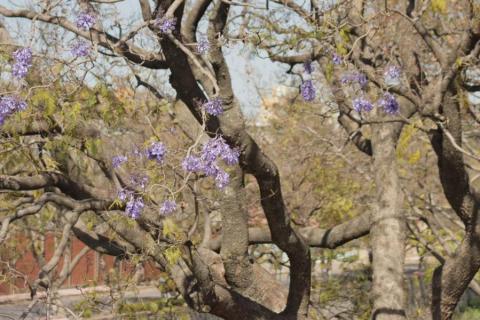 Empiezan las primeras jacarandas a florecer en Tlaxcala imagen 7