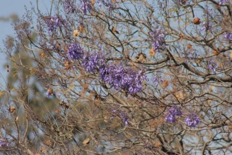 Empiezan las primeras jacarandas a florecer en Tlaxcala imagen 8