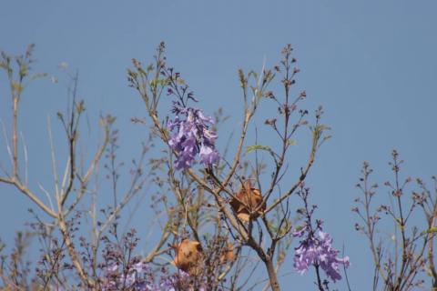 Empiezan las primeras jacarandas a florecer en Tlaxcala imagen 9