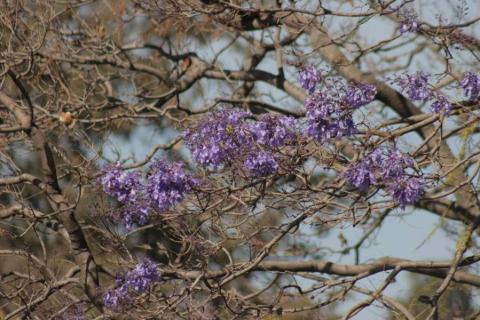 Empiezan las primeras jacarandas a florecer en Tlaxcala imagen 10