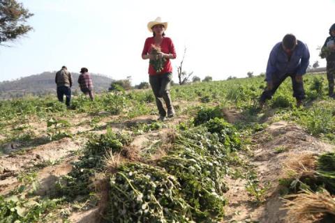 Cosecha de verdolagas en Atoyatenco imagen 3