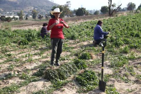 Cosecha de verdolagas en Atoyatenco imagen 5