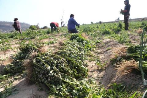 Cosecha de verdolagas en Atoyatenco imagen 6