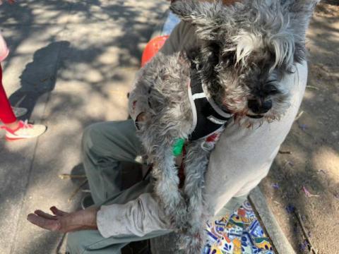 Perro ataca a una persona y su mascota en el puente de artesanías imagen 4