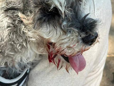Perro ataca a una persona y su mascota en el puente de artesanías imagen 6