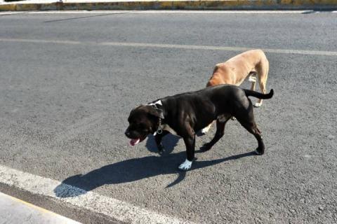 Perro ataca a una persona y su mascota en el puente de artesanías imagen 8
