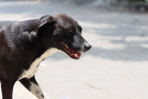 Con este calor, hasta a los perritos les da "sed de la mala" imagen 1