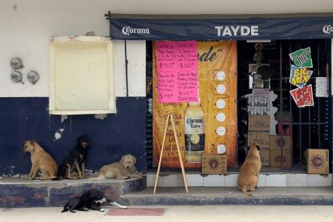 Con este calor, hasta a los perritos les da "sed de la mala" imagen 2