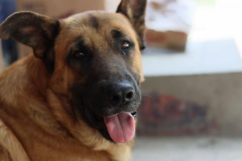 Con este calor, hasta a los perritos les da "sed de la mala" imagen 3