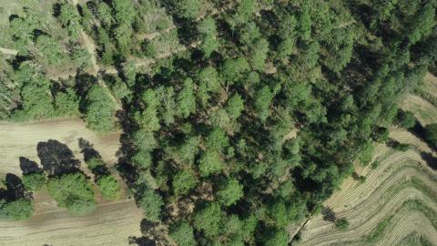 Vista aérea de los bosques de Nanacamilpa imagen 4