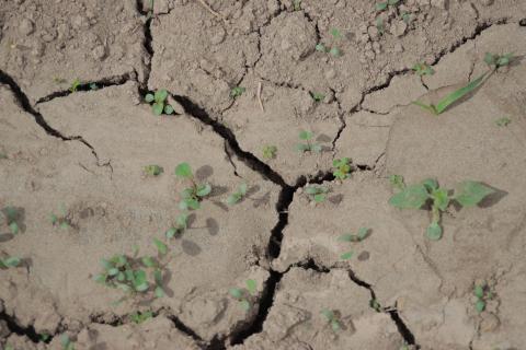Falta de lluvias afecta crecimiento de cultivos de maíz imagen 1