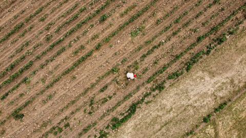 Falta de lluvias afecta crecimiento de cultivos de maíz imagen 3