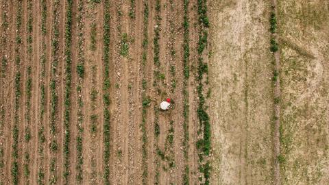 Falta de lluvias afecta crecimiento de cultivos de maíz imagen 4