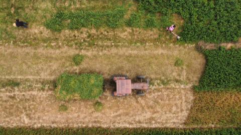 Falta de lluvias afecta crecimiento de cultivos de maíz imagen 5