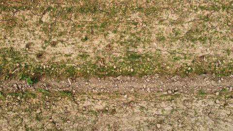 Falta de lluvias afecta crecimiento de cultivos de maíz imagen 6