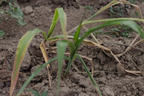 Falta de lluvias afecta crecimiento de cultivos de maíz imagen 7