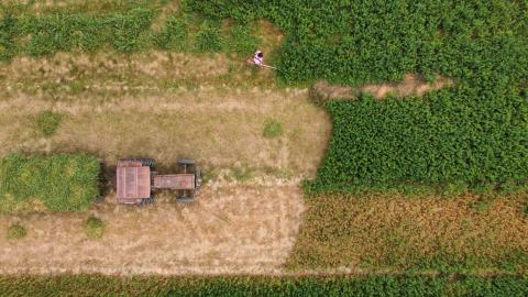 Falta de lluvias afecta crecimiento de cultivos de maíz imagen 8