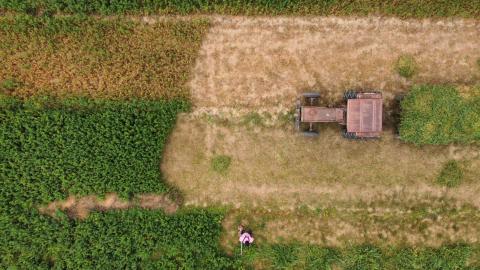 Falta de lluvias afecta crecimiento de cultivos de maíz imagen 9
