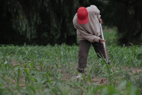 Falta de lluvias afecta crecimiento de cultivos de maíz imagen 10
