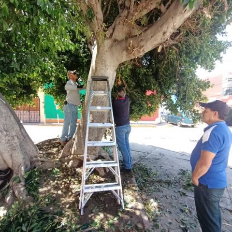 Gobierno de Apetatitlán realiza constante mantenimiento en espacios públicos imagen 3