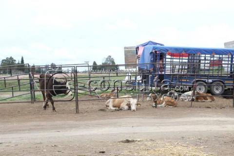 Tianguis de ganado de Villa Alta imagen 4