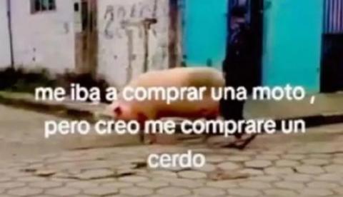 Joven se hace viral al transportarse en un cerdito a su destino