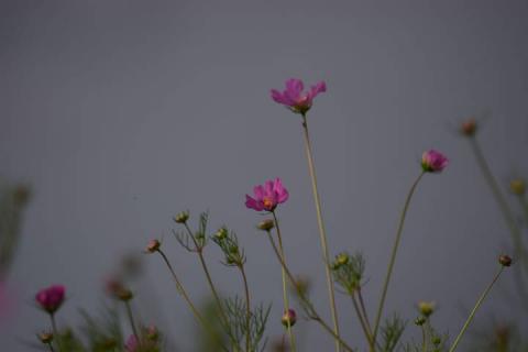Mirasoles florecen anunciando la llegada del otoño imagen 3