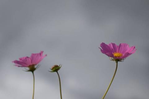 Mirasoles florecen anunciando la llegada del otoño imagen 4