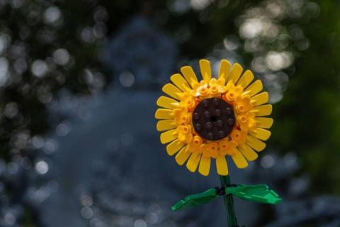 Hoy se regalan flores amarillas imagen 1