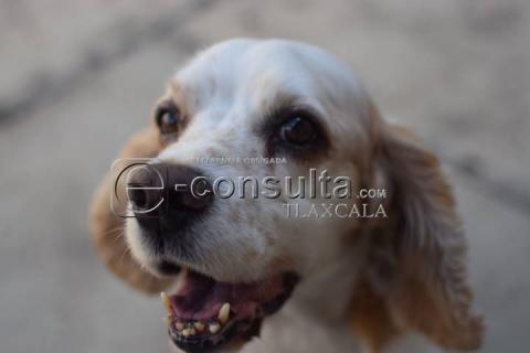 Celebran a San Francisco de Asís patrón de los animales y la naturaleza imagen 4