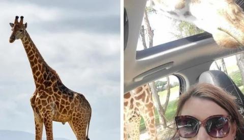 Jirafa aplasta un automóvil con una familia adentro tras perder el equilibrio