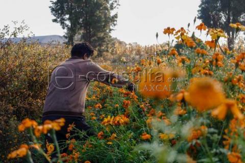 Inicia corte de Flor Cempasúchil , en el municipio de Tepeyanco imagen 4