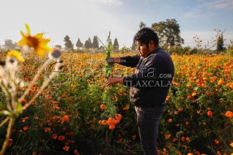Inicia corte de Flor Cempasúchil , en el municipio de Tepeyanco imagen 5