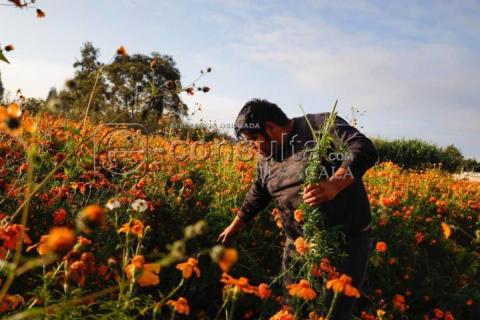 Inicia corte de Flor Cempasúchil , en el municipio de Tepeyanco imagen 6