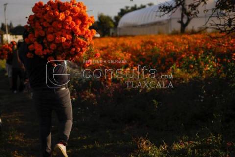 Inicia corte de Flor Cempasúchil , en el municipio de Tepeyanco imagen 8