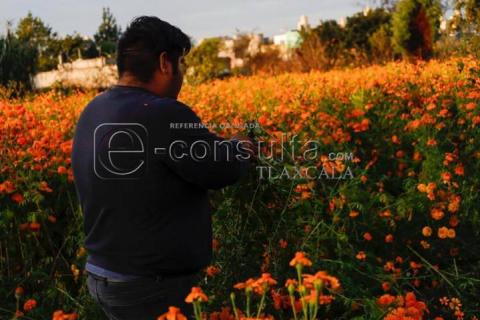 Inicia corte de Flor Cempasúchil , en el municipio de Tepeyanco imagen 9