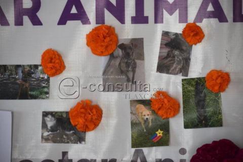 Colocan ofrenda dedicada a las mascotas que han fallecido imagen 6