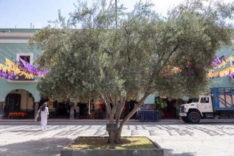 Árbol de olivo olímpico engalana la plaza de la Constitución de Tlaxcala imagen 1