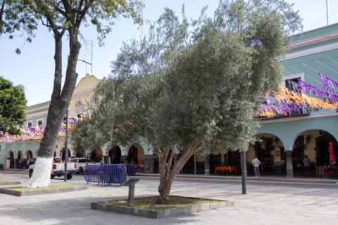 Árbol de olivo olímpico engalana la plaza de la Constitución de Tlaxcala imagen 2