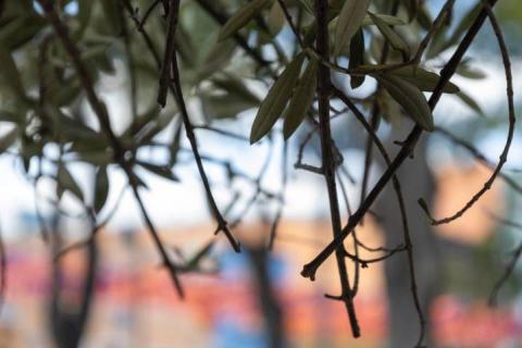 Árbol de olivo olímpico engalana la plaza de la Constitución de Tlaxcala imagen 3