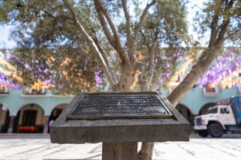 Árbol de olivo olímpico engalana la plaza de la Constitución de Tlaxcala imagen 4