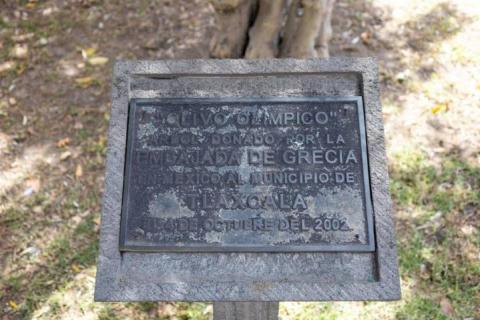 Árbol de olivo olímpico engalana la plaza de la Constitución de Tlaxcala imagen 8