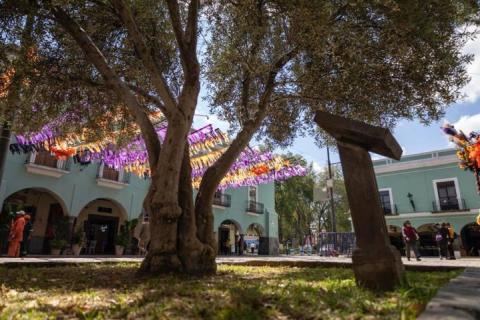 Árbol de olivo olímpico engalana la plaza de la Constitución de Tlaxcala imagen 7