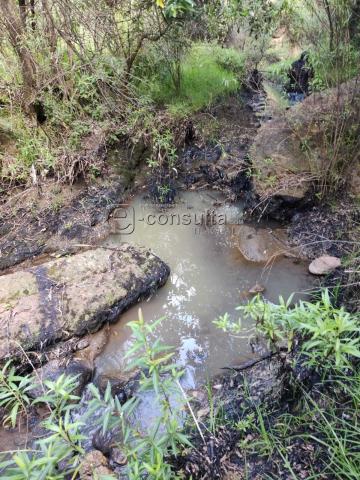Ecocidio en Ixtacuixtla y autoridades brillan por su ausencia imagen 3