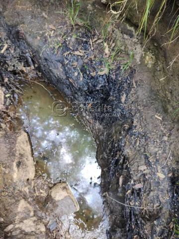 Ecocidio en Ixtacuixtla y autoridades brillan por su ausencia imagen 5