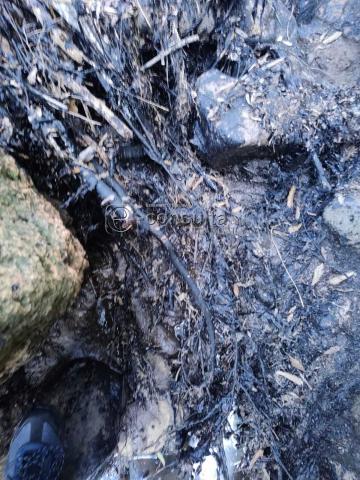 Ecocidio en Ixtacuixtla y autoridades brillan por su ausencia imagen 6