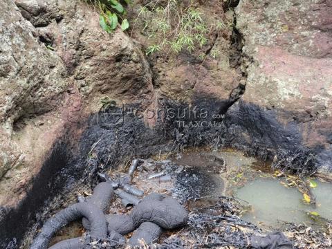Ecocidio en Ixtacuixtla y autoridades brillan por su ausencia imagen 1