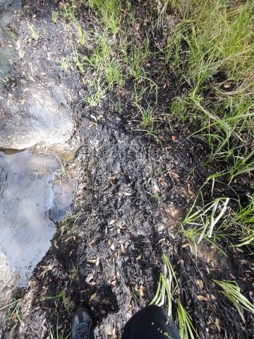 Ecocidio en Ixtacuixtla y autoridades brillan por su ausencia imagen 9